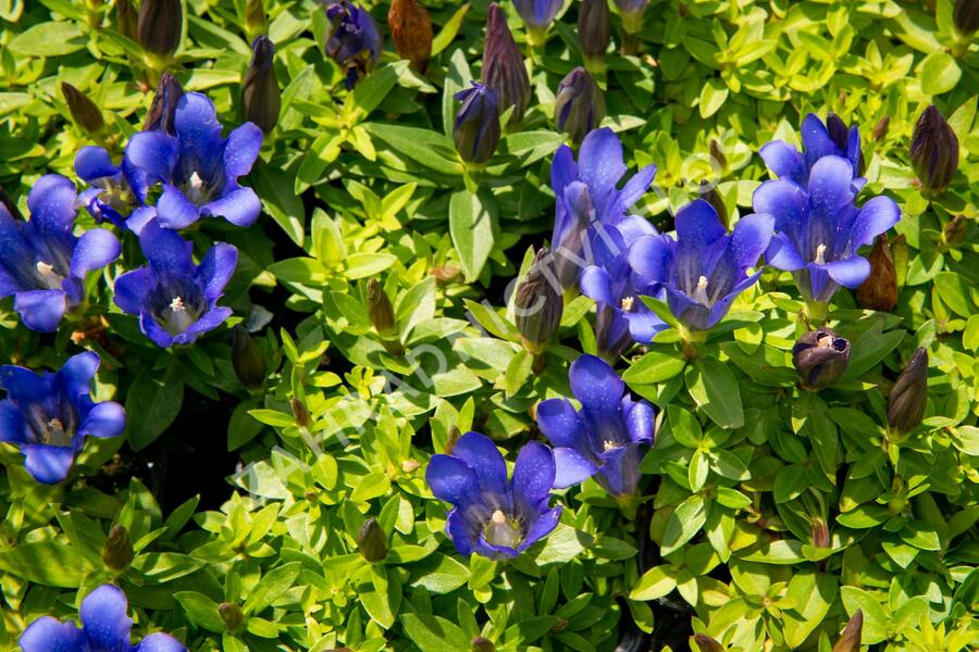 Hořec 'Blue 510' - Gentiana hybrida 'Blue 510'