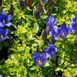 Hořec 'Blue 510' - Gentiana hybrida 'Blue 510'