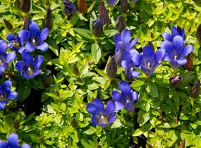 Hořec 'Blue 510' - Gentiana hybrida 'Blue 510'