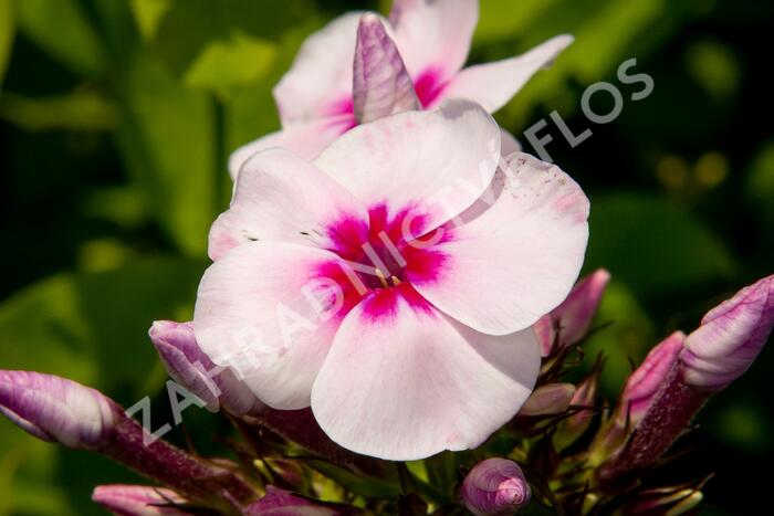 Plamenka latnatá 'Swizzle' - Phlox paniculata 'Swizzle'