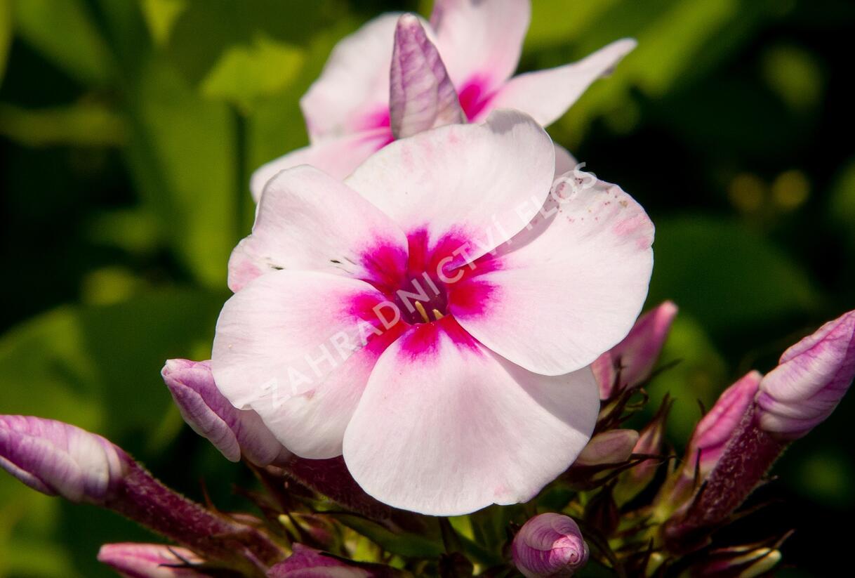 Plamenka latnatá 'Swizzle' - Phlox paniculata 'Swizzle'