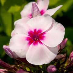 Plamenka latnatá 'Swizzle' - Phlox paniculata 'Swizzle'