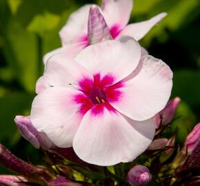 Plamenka latnatá 'Swizzle' - Phlox paniculata 'Swizzle'