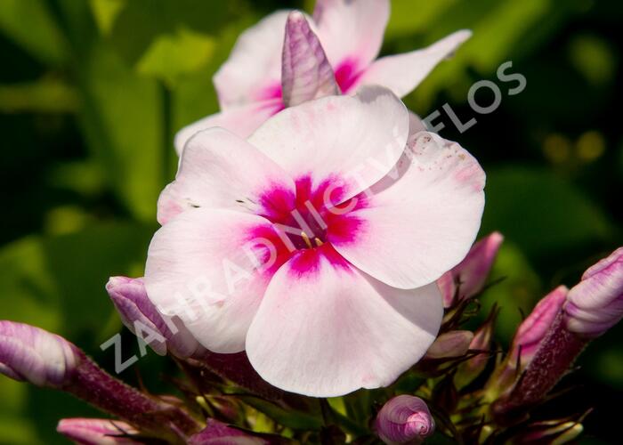 Plamenka latnatá 'Swizzle' - Phlox paniculata 'Swizzle'