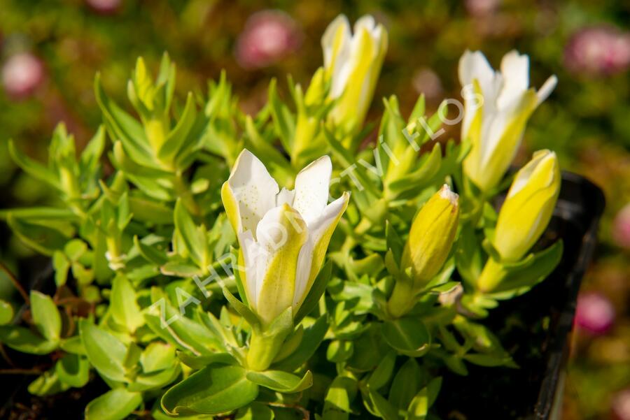 Hořec 'Luis Easy White' - Gentiana hybrida 'Luis Easy White'