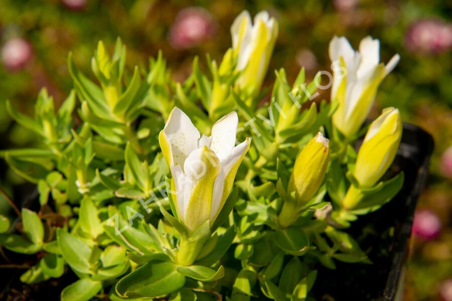 Hořec 'Luis Easy White' - Gentiana hybrida 'Luis Easy White'
