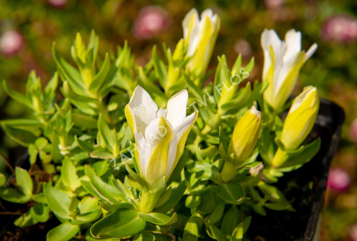 Hořec 'Luis Easy White' - Gentiana hybrida 'Luis Easy White'