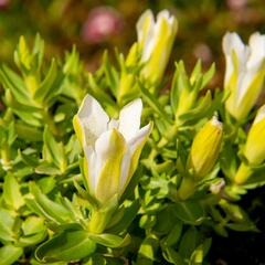 Hořec 'Luis Easy White' - Gentiana hybrida 'Luis Easy White'