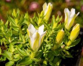 Hořec 'Luis Easy White'