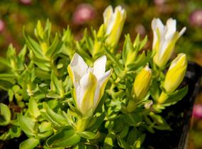 Hořec 'Luis Easy White' - Gentiana hybrida 'Luis Easy White'