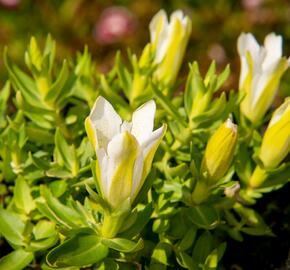 Hořec 'Luis Easy White' - Gentiana hybrida 'Luis Easy White'