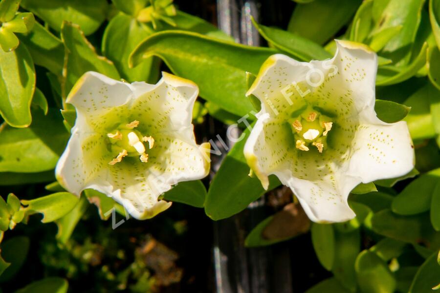 Hořec 'Luis Easy White' - Gentiana hybrida 'Luis Easy White'