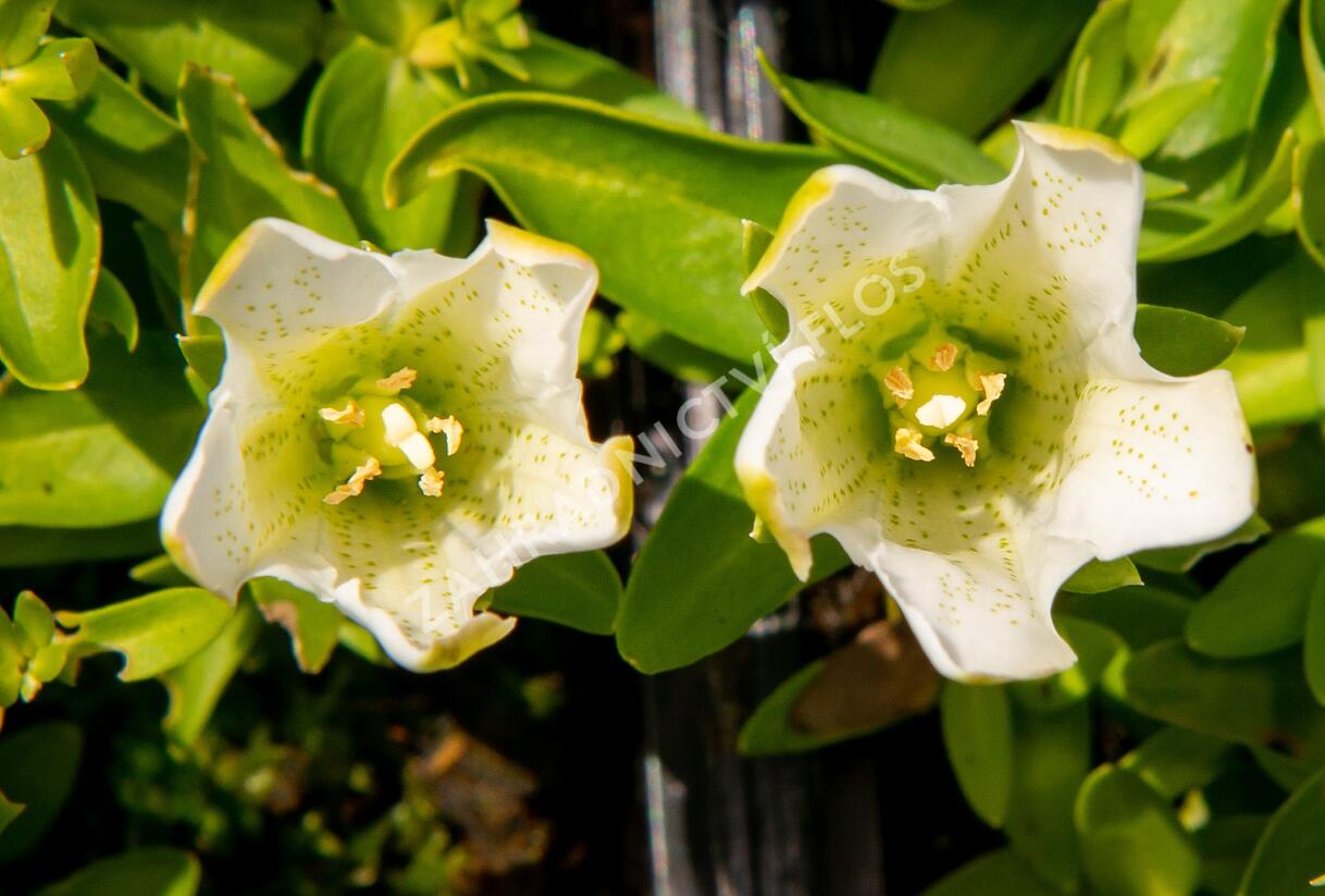 Hořec 'Luis Easy White' - Gentiana hybrida 'Luis Easy White'