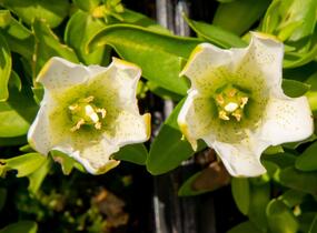 Hořec 'Luis Easy White' - Gentiana hybrida 'Luis Easy White'