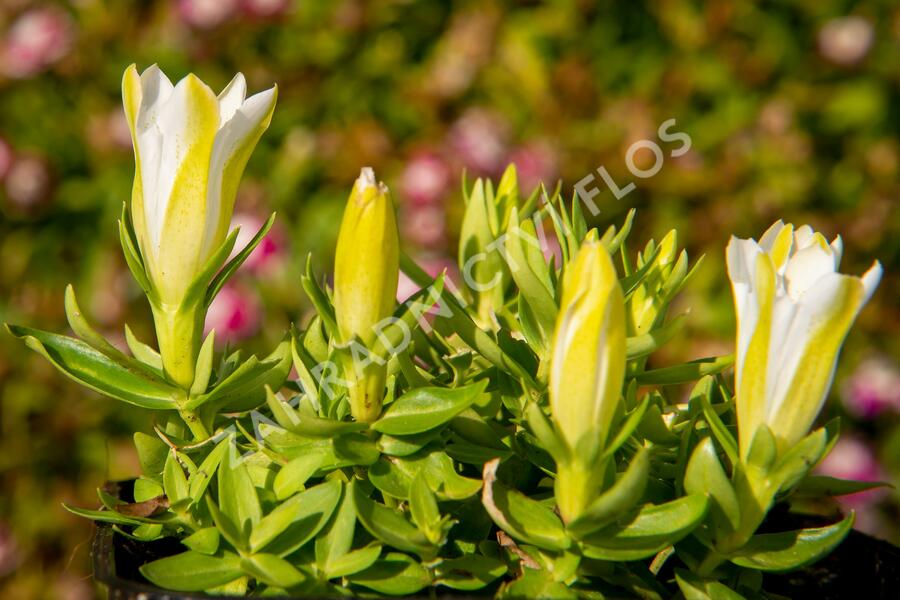 Hořec 'Luis Easy White' - Gentiana hybrida 'Luis Easy White'