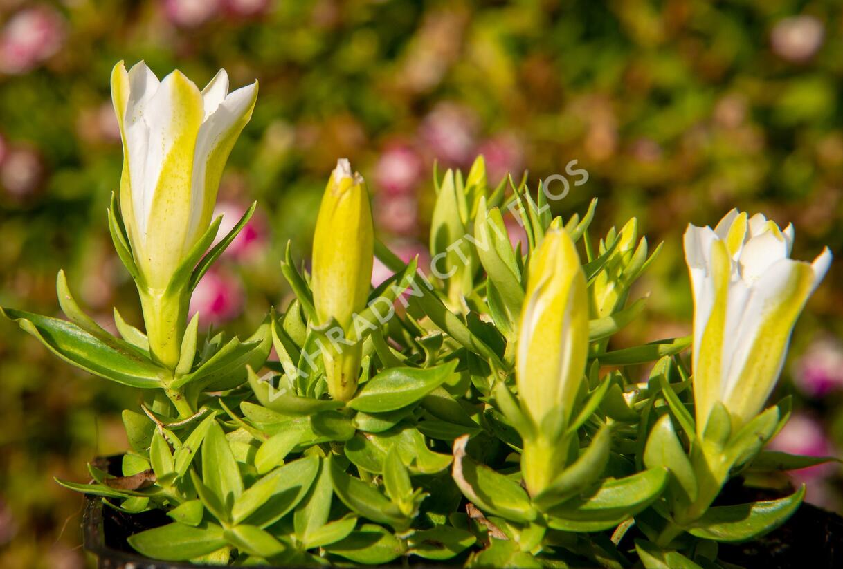 Hořec 'Luis Easy White' - Gentiana hybrida 'Luis Easy White'