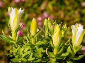 Hořec 'Luis Easy White' - Gentiana hybrida 'Luis Easy White'