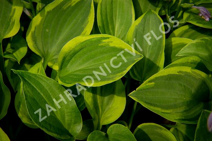 Bohyška 'Golden Tiara' - Hosta 'Golden Tiara'