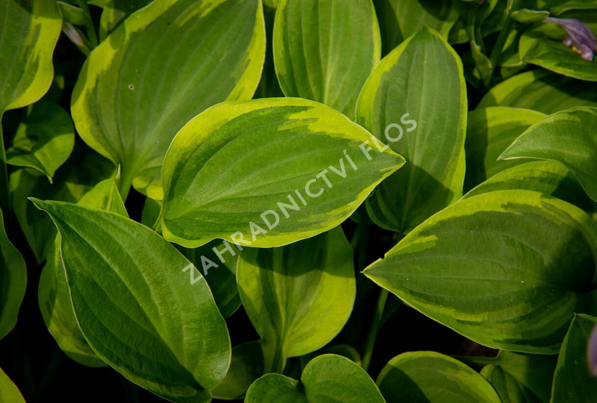 Bohyška 'Golden Tiara' - Hosta 'Golden Tiara'