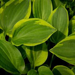 Bohyška 'Golden Tiara' - Hosta 'Golden Tiara'