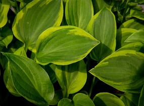 Bohyška 'Golden Tiara' - Hosta 'Golden Tiara'