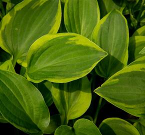 Bohyška 'Golden Tiara' - Hosta 'Golden Tiara'