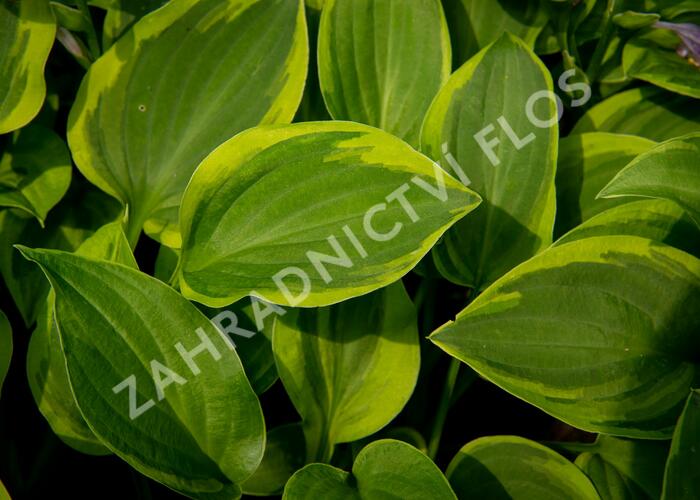 Hosta 'Golden Tiara' - Hosta 'Golden Tiara'