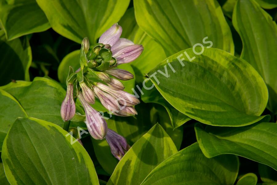 Bohyška 'Golden Tiara' - Hosta 'Golden Tiara'