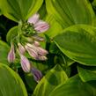 Bohyška 'Golden Tiara' - Hosta 'Golden Tiara'