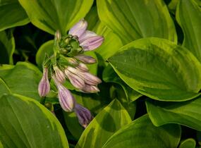 Bohyška 'Golden Tiara' - Hosta 'Golden Tiara'