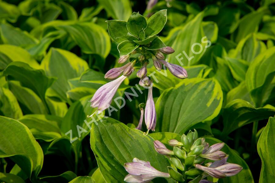 Bohyška 'Golden Tiara' - Hosta 'Golden Tiara'