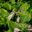 Bohyška 'Golden Tiara' - Hosta 'Golden Tiara'