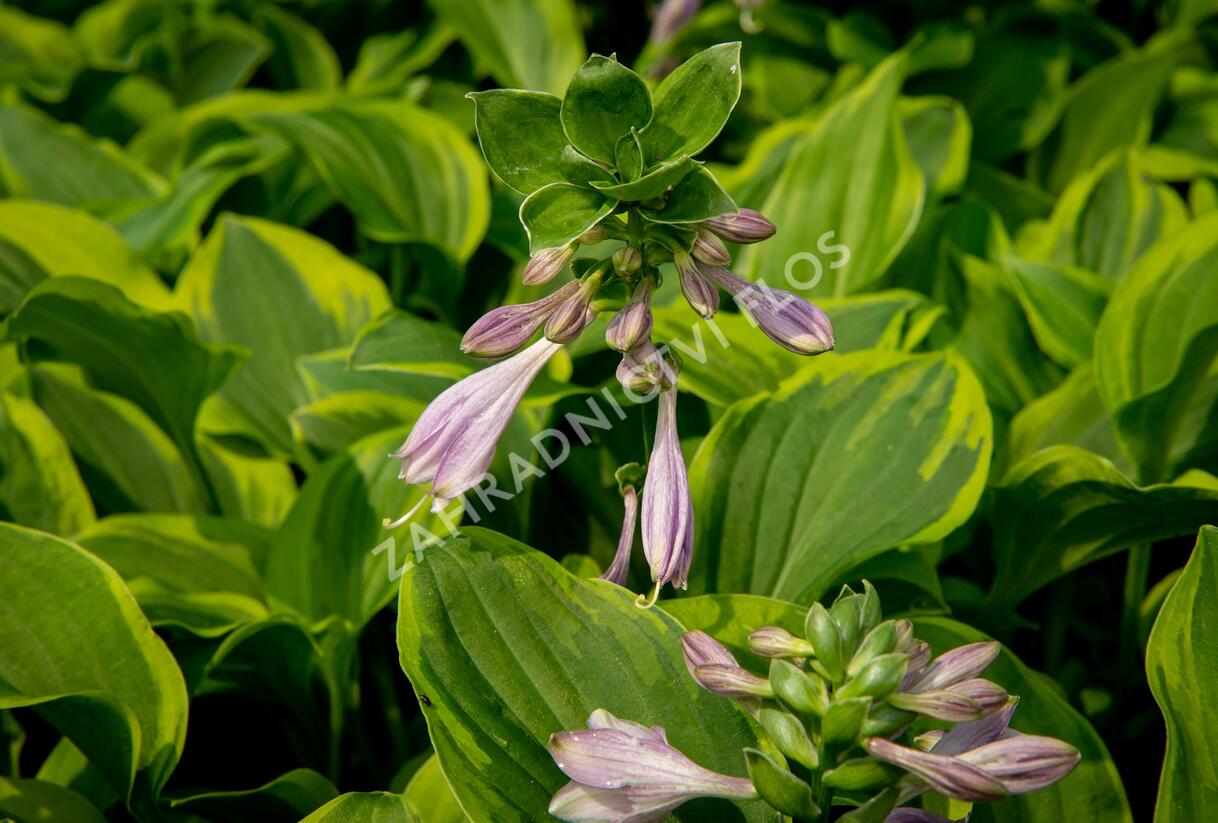Bohyška 'Golden Tiara' - Hosta 'Golden Tiara'