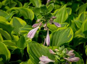 Bohyška 'Golden Tiara' - Hosta 'Golden Tiara'