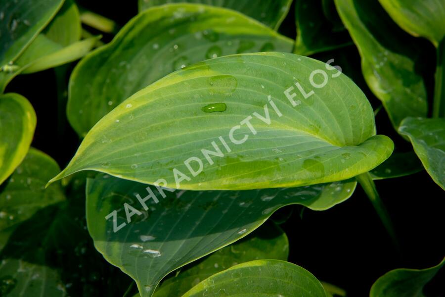 Bohyška 'Alvatine Taylor' - Hosta 'Alvatine Taylor'