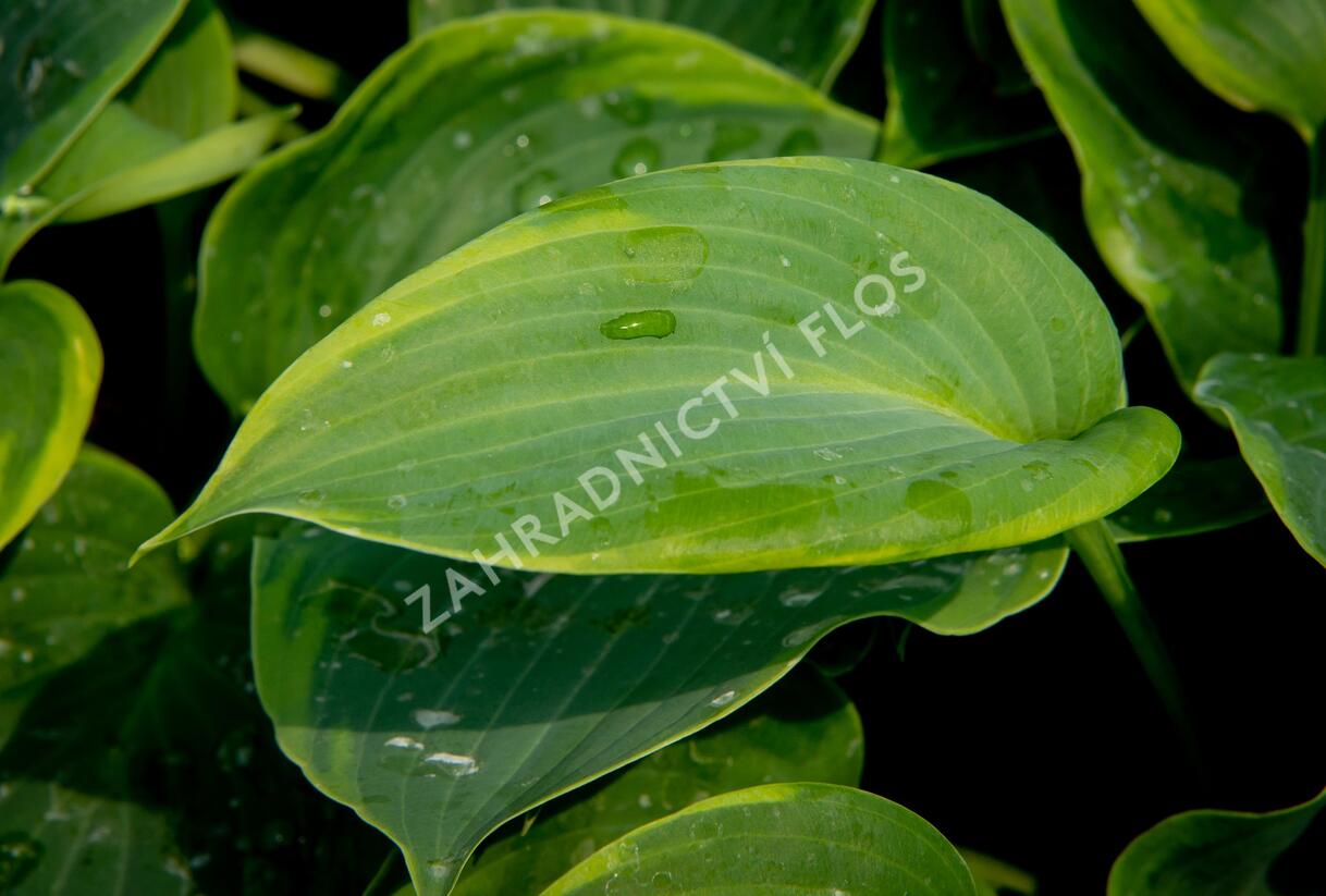 Bohyška 'Alvatine Taylor' - Hosta 'Alvatine Taylor'