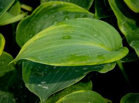 Bohyška 'Alvatine Taylor' - Hosta 'Alvatine Taylor'