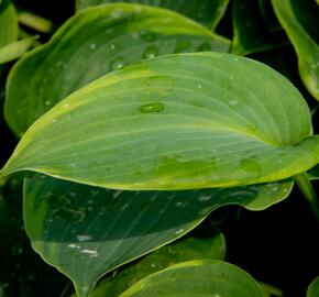 Bohyška 'Alvatine Taylor' - Hosta 'Alvatine Taylor'