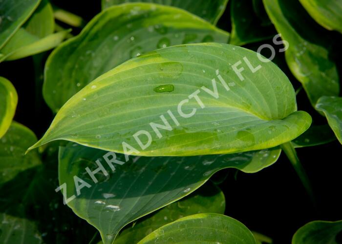 Bohyška 'Alvatine Taylor' - Hosta 'Alvatine Taylor'