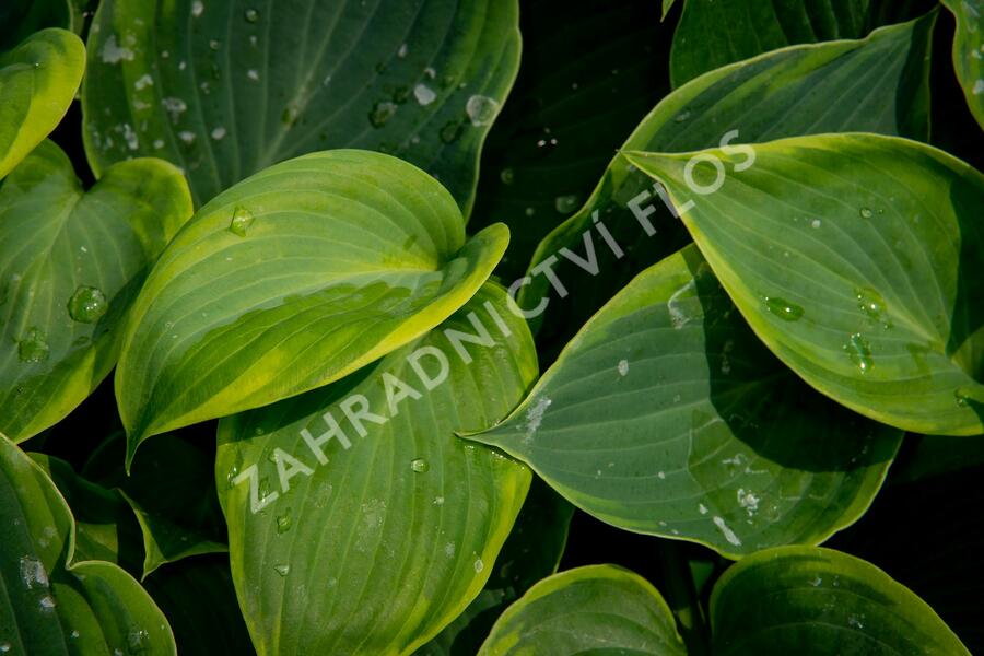 Bohyška 'Alvatine Taylor' - Hosta 'Alvatine Taylor'