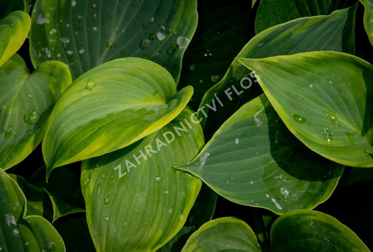 Bohyška 'Alvatine Taylor' - Hosta 'Alvatine Taylor'