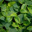Bohyška 'Alvatine Taylor' - Hosta 'Alvatine Taylor'