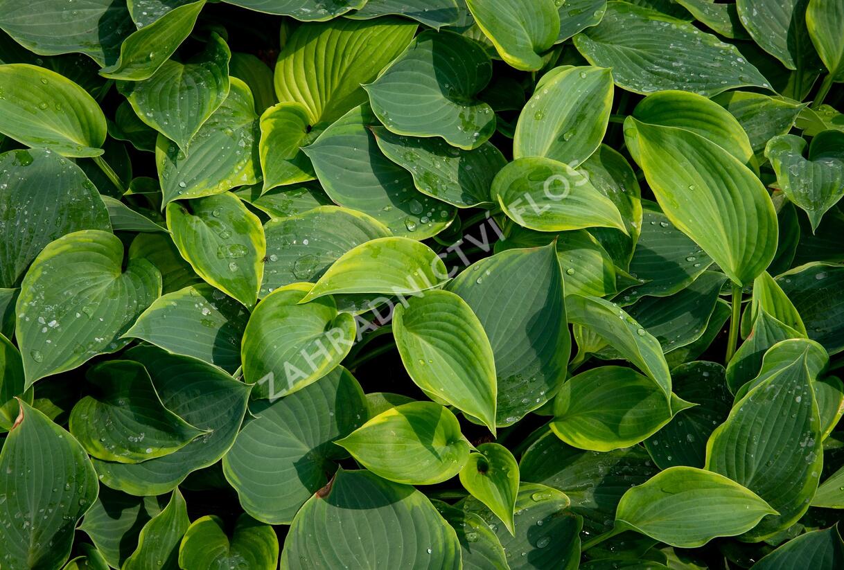 Bohyška 'Alvatine Taylor' - Hosta 'Alvatine Taylor'