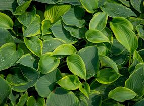 Bohyška 'Alvatine Taylor' - Hosta 'Alvatine Taylor'