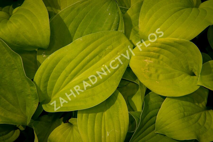 Bohyška 'August Moon' - Hosta 'August Moon'