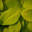 Bohyška 'August Moon' - Hosta 'August Moon'