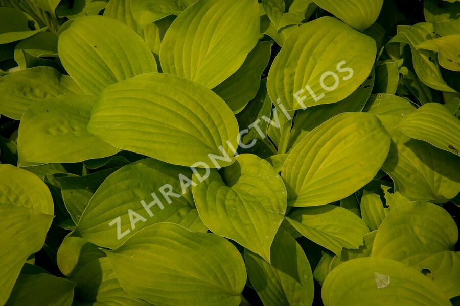 Bohyška 'August Moon' - Hosta 'August Moon'