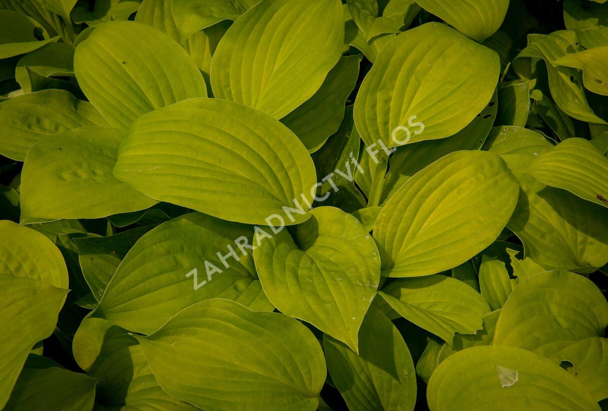 Bohyška 'August Moon' - Hosta 'August Moon'