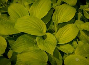 Bohyška 'August Moon' - Hosta 'August Moon'