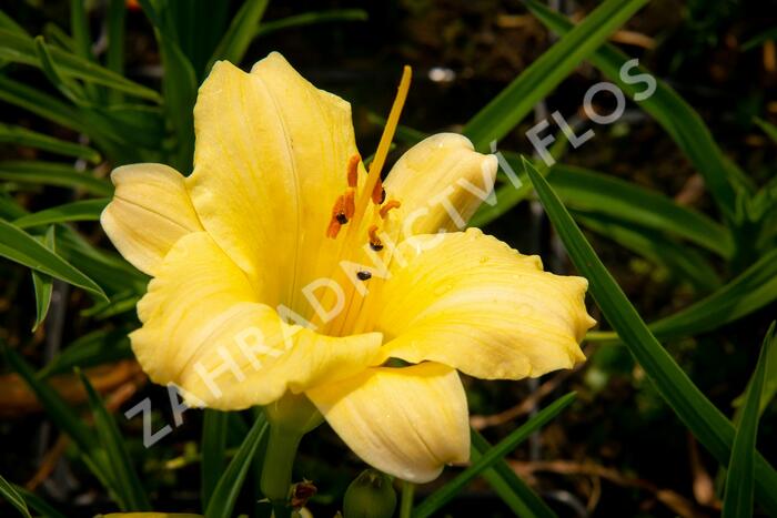 Denivka 'Precious de Oro' - Hemerocallis 'Precious de Oro'
